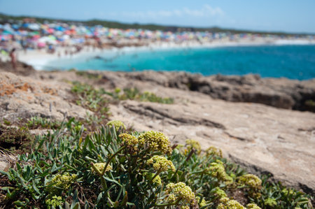 beach in Is Arutas. Sardinia, Italy at summerの写真素材