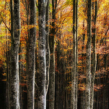 Beech trees in autumn の写真素材