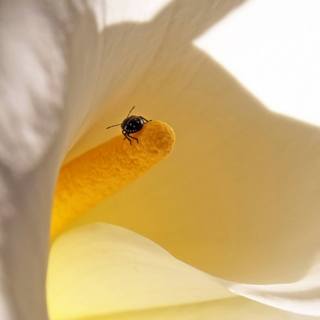 Calla with beetle の写真素材