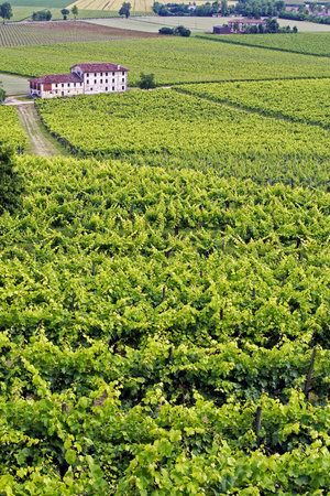 View of vines on a hill in the north east of Italyの写真素材