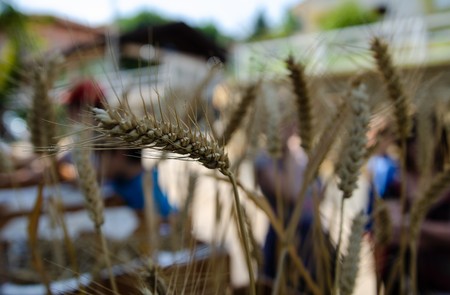 Close-up ears of wheat in vase. In a country fair a box full of land is cultivated with grain for demonstration. The ears are tall and ripe: the wheat is round for the harvest.の写真素材