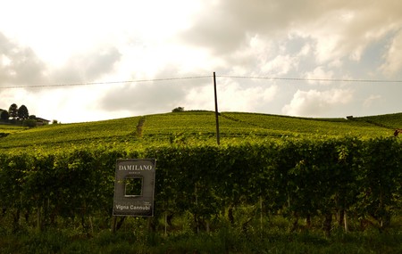From the castle you have magnificent views of the surrounding countryside: the magnificent vineyards are the protagonists.のeditorial素材