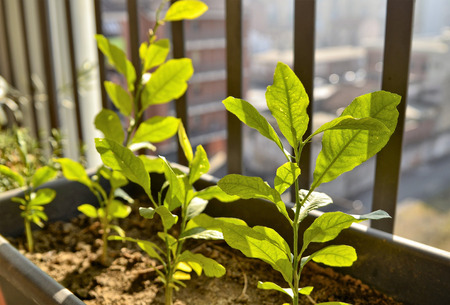 Small potted lemon plants. The winter sun has a yellowish light that illuminates the scene, a slight breeze makes the leaves moveの写真素材
