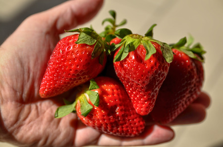 Close up with selective focus of large bright red strawberries. Blurred background. The hand of a Caucasian man holds them up.の写真素材