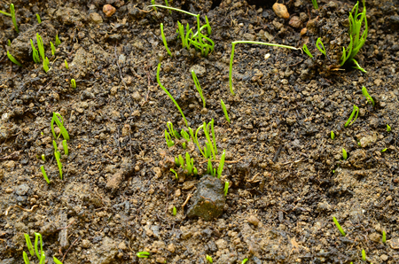 Chive sprouts: some emerge from the ground, others move following the sun and lengthening. Selective focus with blurred indistinguibiule background.の写真素材