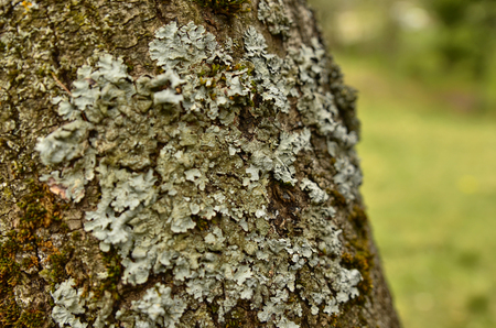 Close up of lichens on a tree, indistinguishable blurred background.の写真素材