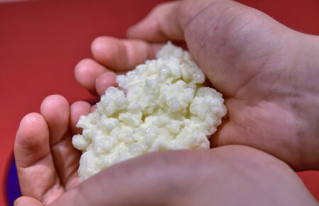 Close-up shot of Kefir's granules, the hands of a Caucasian boy gently holding themの写真素材