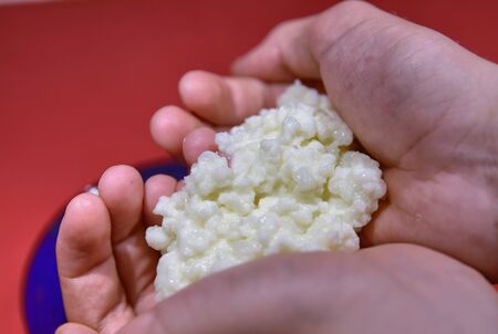 Close-up shot of Kefir's granules, the hands of a Caucasian boy gently holding themの写真素材