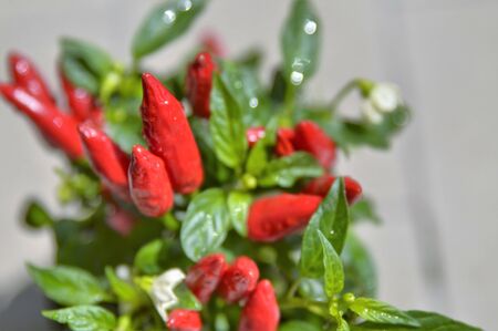 Close up shot of a chili pepper plant. In evidence the small red peppers with a very bright color, blurred a white flowerの写真素材