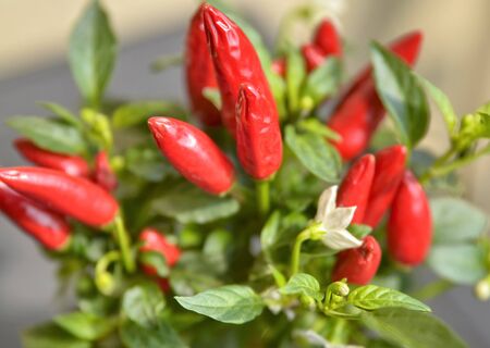 Close up shot of a chili pepper plant. In evidence the small red peppers with a very bright color, blurred a white flowerの写真素材