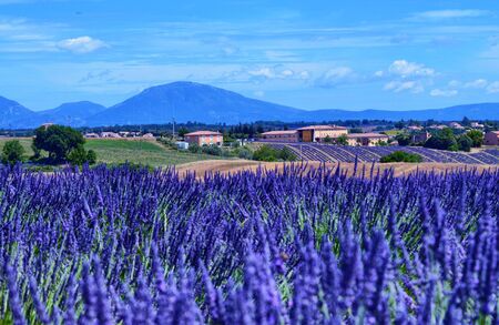France, Provence, Valensole. June 2016. At the Valensole plain it is possible to enjoy the spectacle...