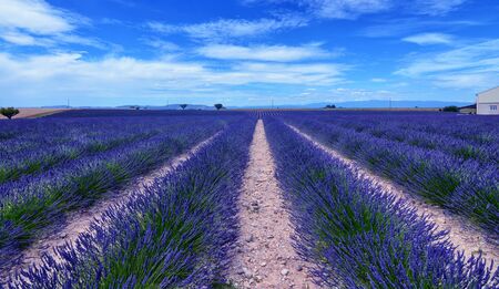 France, Provence, Valensole. June 2016. At the Valensole plain it is possible to enjoy the spectacle...