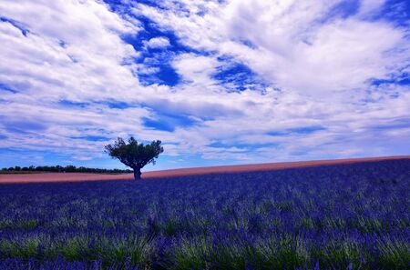 France, Provence, Valensole. June 2016. At the Valensole plain it is possible to enjoy the spectacle of lavender bloom in a unique context in the world.の写真素材