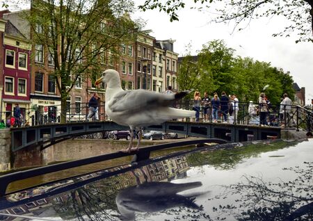 Amsterdam, Holland, August 201. In the central red-light district a gull on the roof of a car along the canals. The typical houses in the center are blurred in the background.のeditorial素材