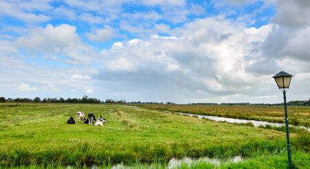 Postcard image of the countryside of the Netherlands. Green and wide meadows, blue sky with white clouds. A few grazing cows.のeditorial素材