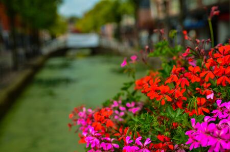 Delft, the netherlands, august 2019. The pretty and romantic canals, smaller than in Amsterdam. The aquatic plants create a green carpet, the bridges frame the flower boxes in warm and bright colors.のeditorial素材