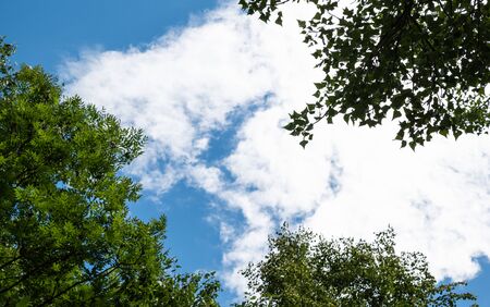 On a beautiful sunny day, image taken towards the blue sky: the frame of trees with green fronds creates a pleasant combination.の写真素材
