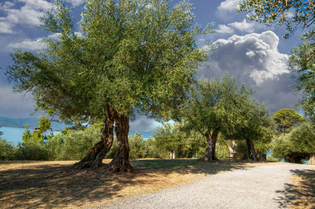 Castiglione del Lago Trasimeno, Umbria, Italy. August 2020. A magnificent olive grove surrounds the walls of the historic village. In the background the lake.の写真素材