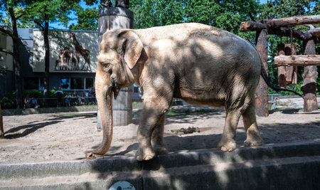 Berlin, germany, august 14, 2023. Large adult asian elephant standing on a small ledge in its outdoor enclosure at berlin zoological garden, germany, side view, full lengthの写真素材