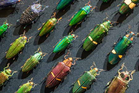 Lyon, france. December 28, 2023. Jewel beetles pinned on a black background, showing vibrant...