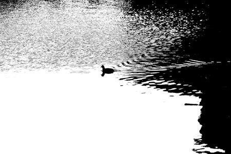 Duck on lake abstractの写真素材