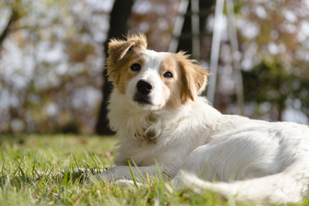 Dog animal in green grassの写真素材