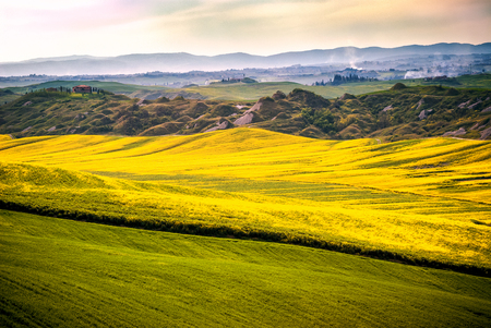 Val d 'Arbia, Tuscany, Italy. Hills cultivated with wheat and canola, with its yellow flowers. With background the Crete Senesi. Siena, Italyの写真素材
