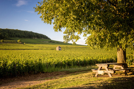 Vineyards in Savigny les Beaune, near Beaune, Burgundy, Franceのeditorial素材
