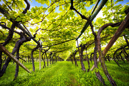 Lake Caldaro Classic Vineyard Superior DOC Kalterersee, near Lake Caldaro.  italyの写真素材