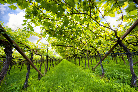 Lake Caldaro Classic Vineyard Superior DOC Kalterersee, near Lake Caldaro.  italyの写真素材