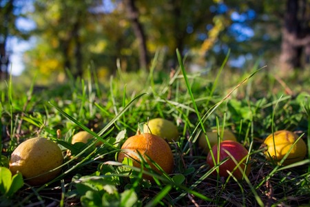 Harvest of healthy organic small pears on the grass in the gardenの写真素材