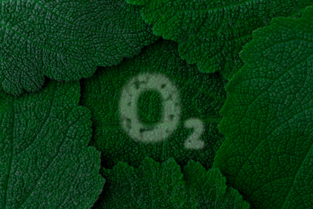 Oxygen, O2. Dark green leaves background. Close upの写真素材