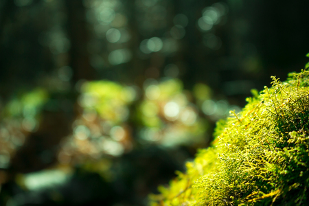 Close up of green moss. Sunlight in dark forest. Macro. Blurred backgroundの写真素材