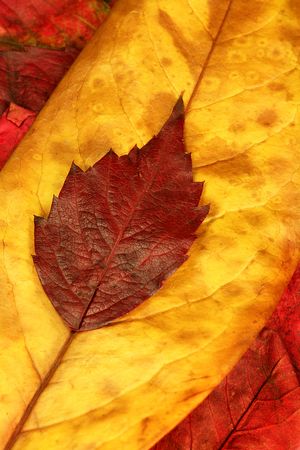 red and yellow autumn leaves