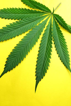 fresh Marijuana leaf photographed against yellow backgroundの写真素材