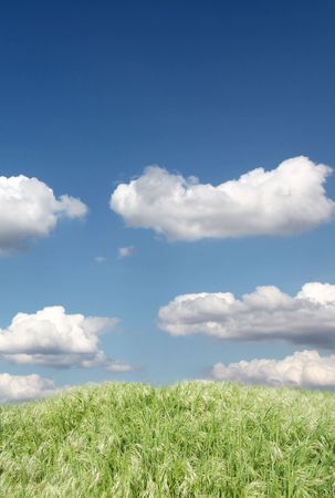 green wheat field and blue sky landscape の写真素材