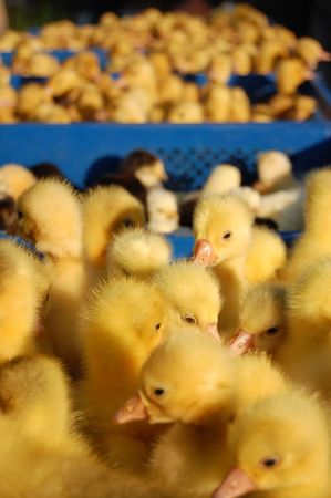  crowd of cute ducksの写真素材