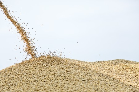 wheat dropping on hill
