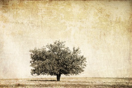 Tree in the summer field. Photo in old image style. の写真素材