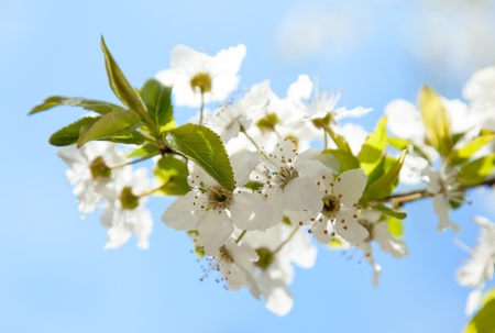 bloom tree