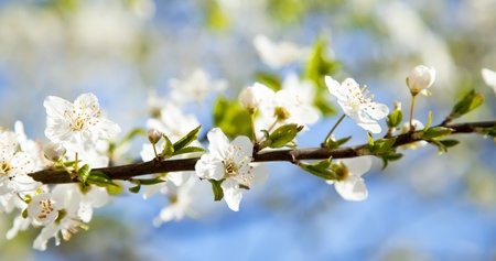 bloom treeの写真素材