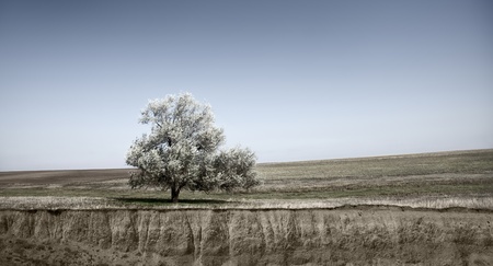 Old tree at meadow near breakage.の写真素材