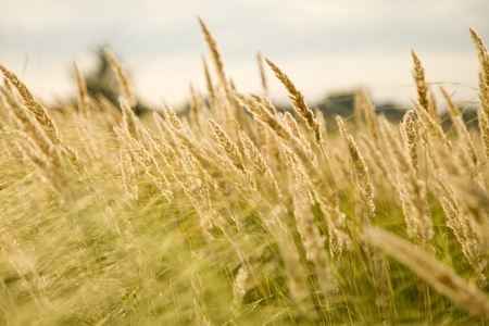 Cane grass.の写真素材