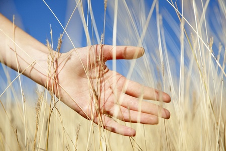 Women hand in autumn grass.の写真素材