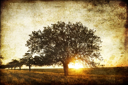 Tree in the summer field. Photo in old image style.の写真素材