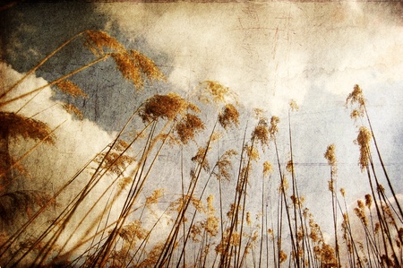 Cane and blue sky with clouds. Photo in old color image style.の写真素材