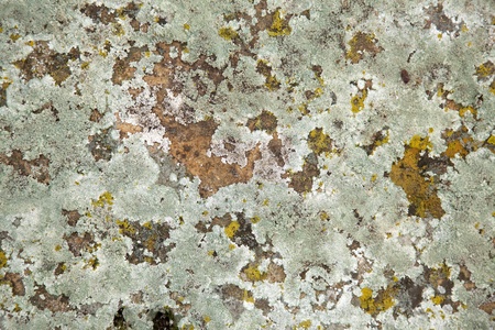Part of the ground area with a moss 