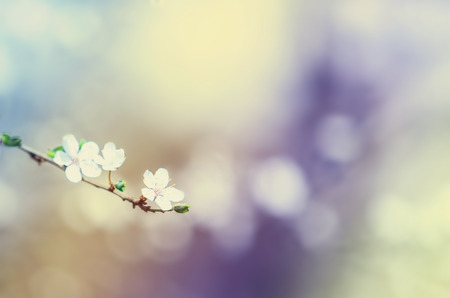 White flowers of cherry in spring garden at blue sky background