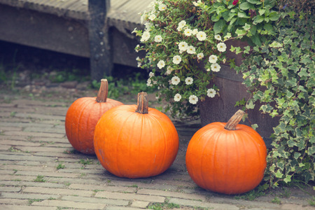 Pumpkins in the garden.の写真素材