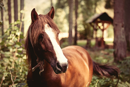 Horse in the forest. Photo in old color image style.の写真素材